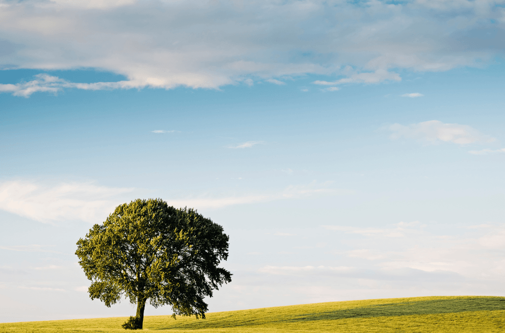 Il Progetto Sicomoro: un ponte verso la Libertà e il Perdono